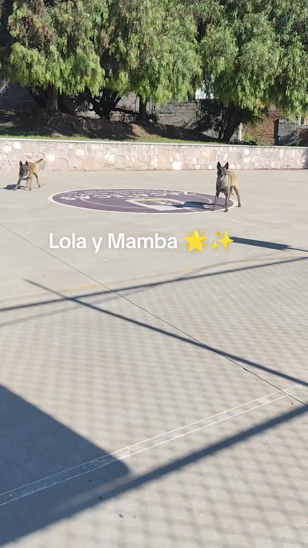 @DogWalkZacatecas&hearts;️🐕&zwj;🦺🌟