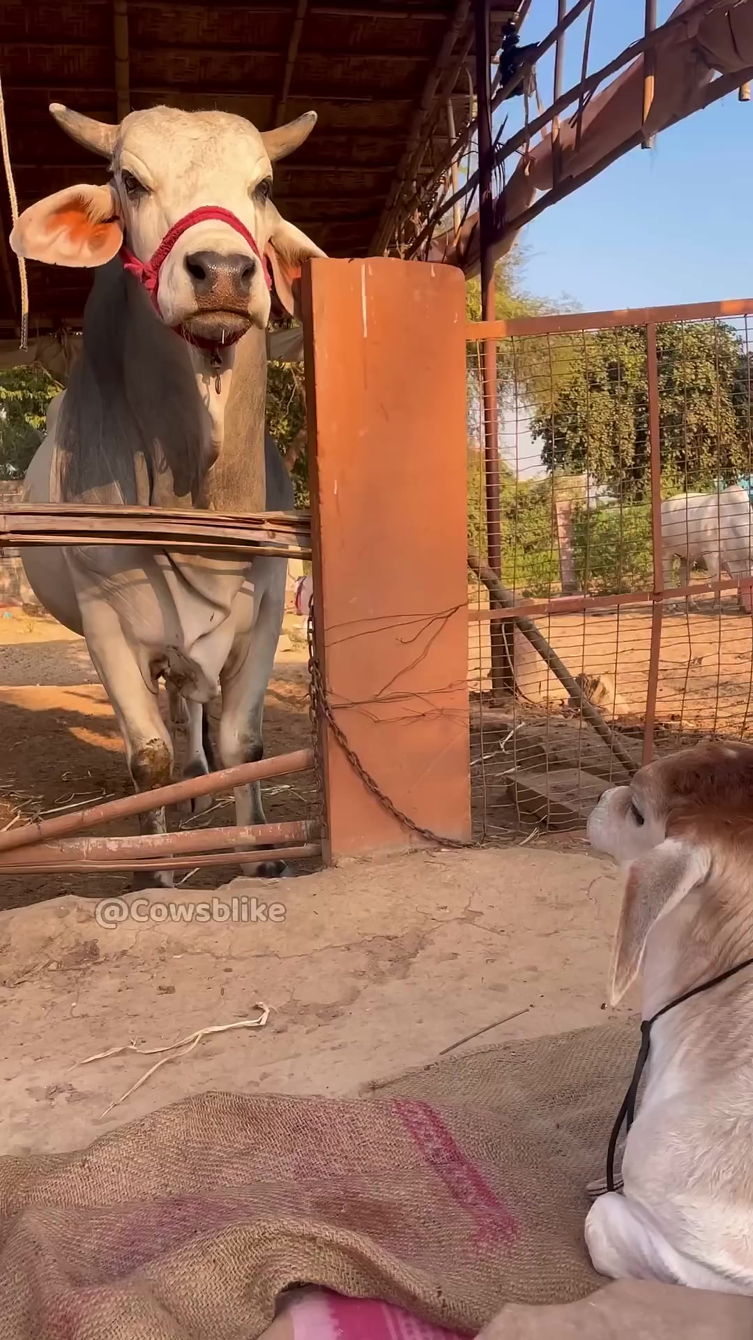 @cows_b_like