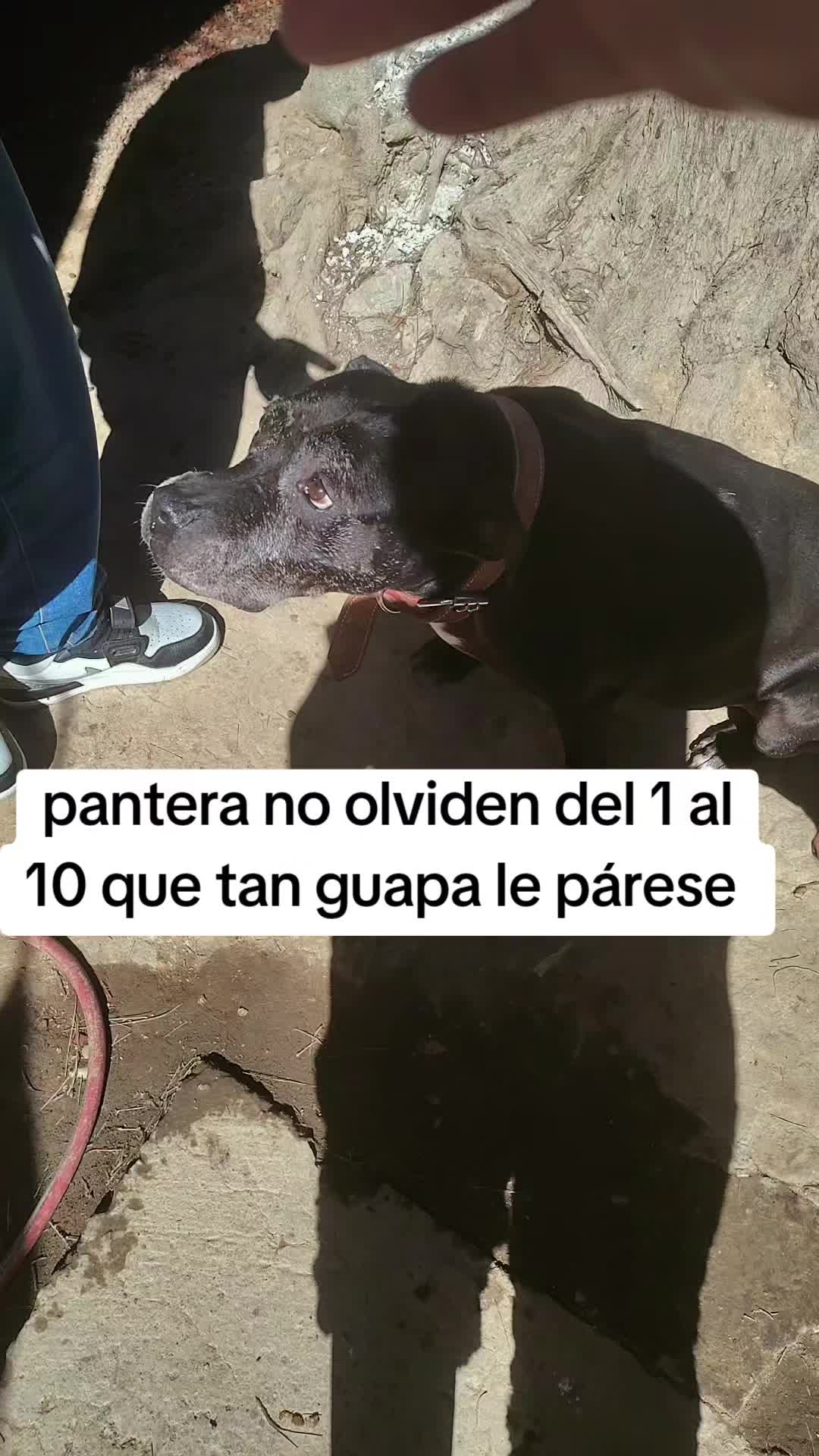 @rescate de perros guapos 😚