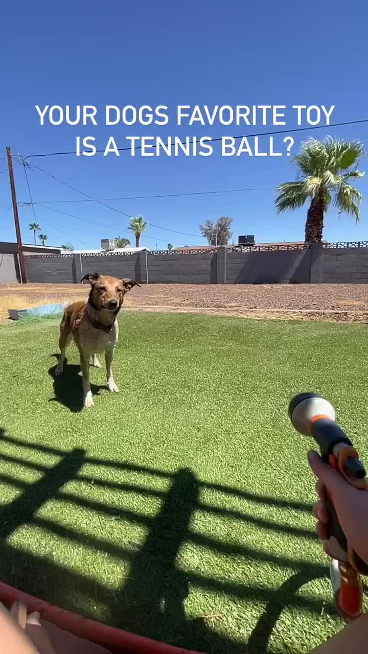 @Marissa | K9 Fitness Coach 🐾