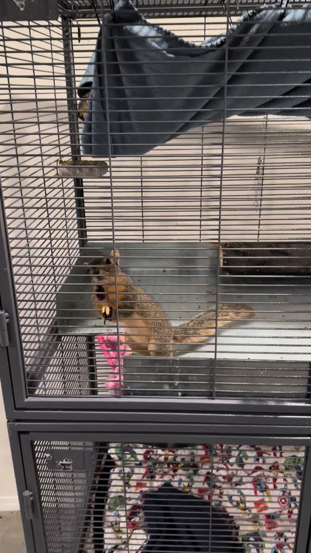 @Squirrel Guy