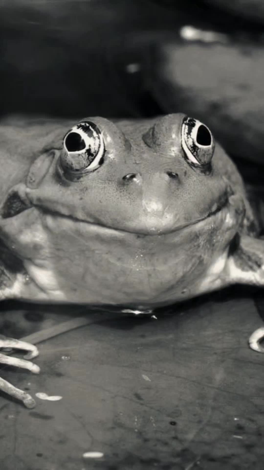 @frogs and autism