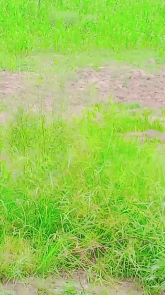 @Zahidjutt