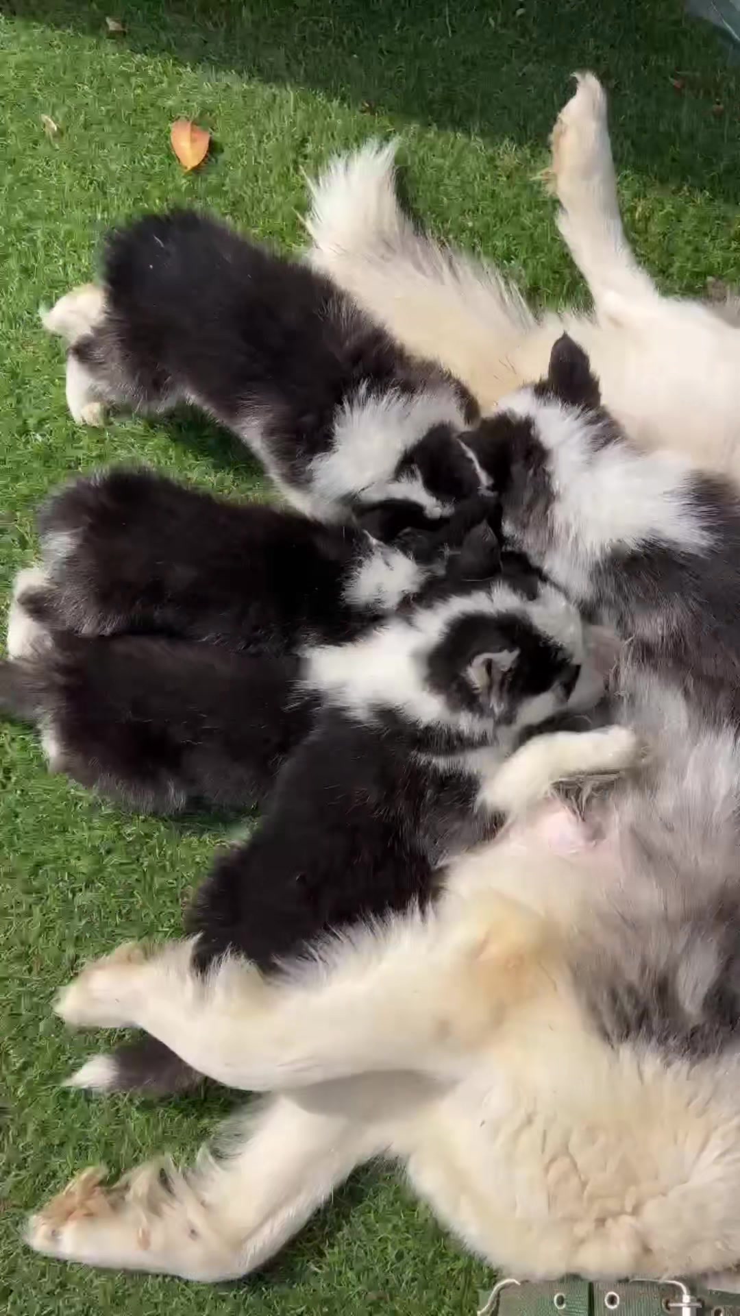 @husky Athena🇩🇿🇹🇳🇲🇦