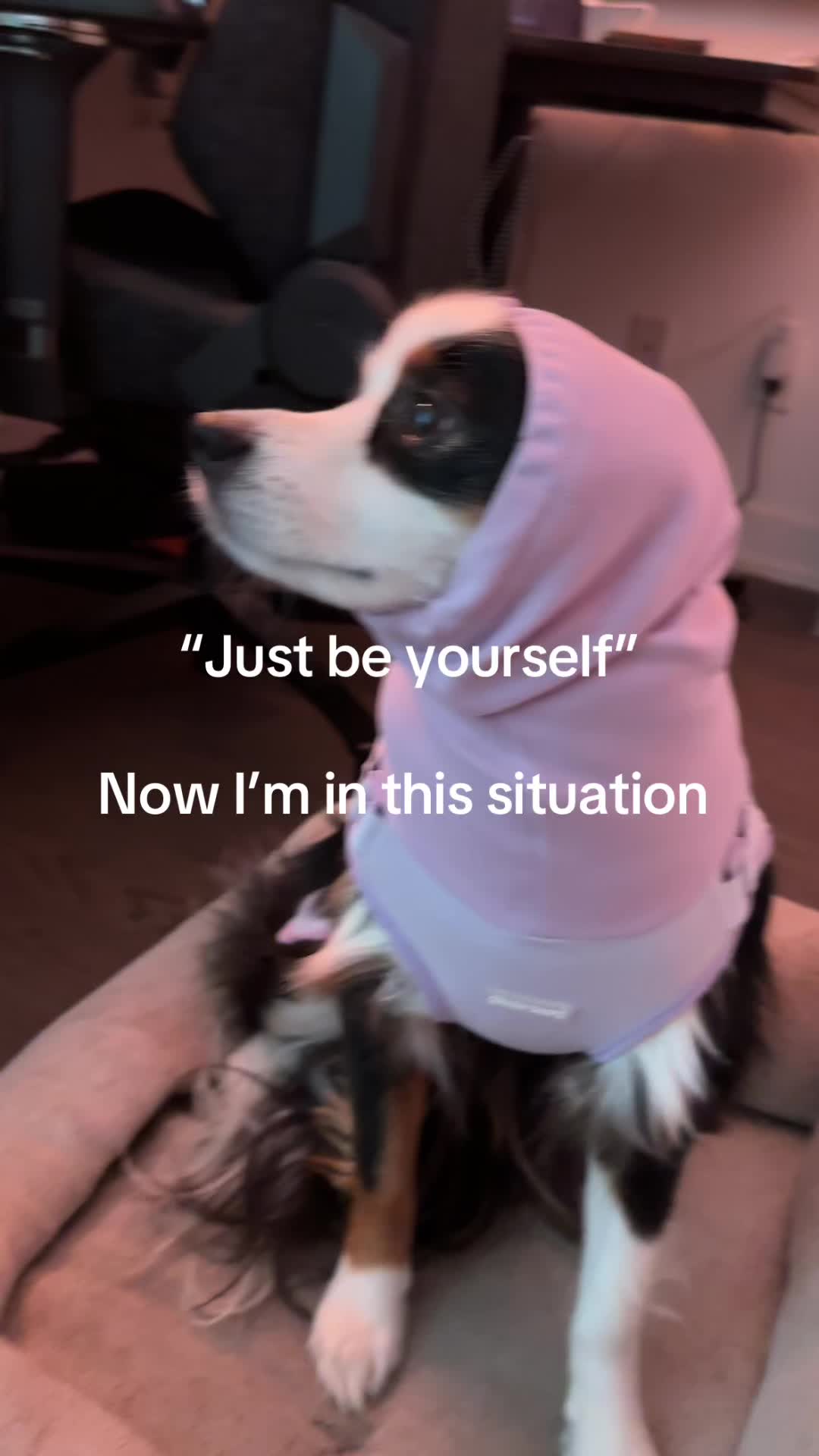@Bonita.The.Mini.Aussie