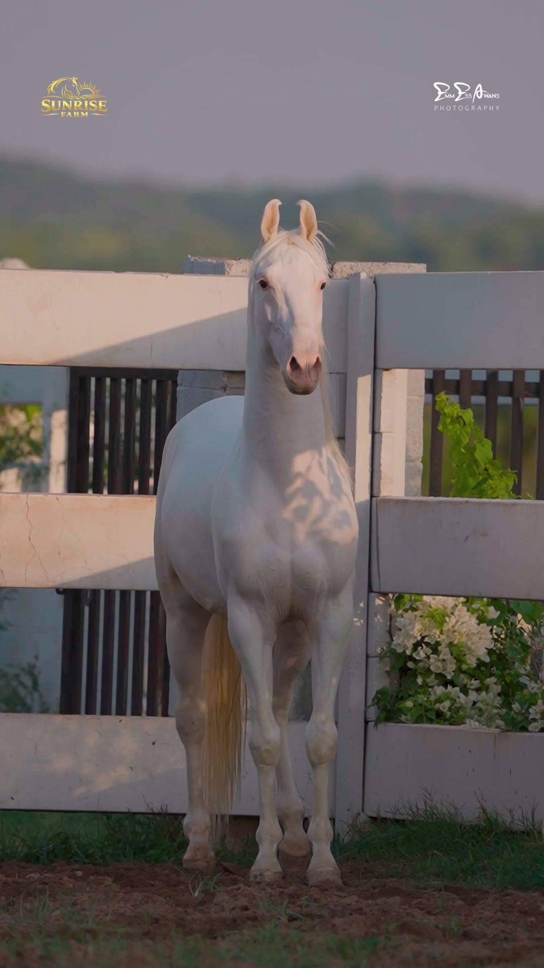 @SUNRISE STUD FARMS RAWALPINDI