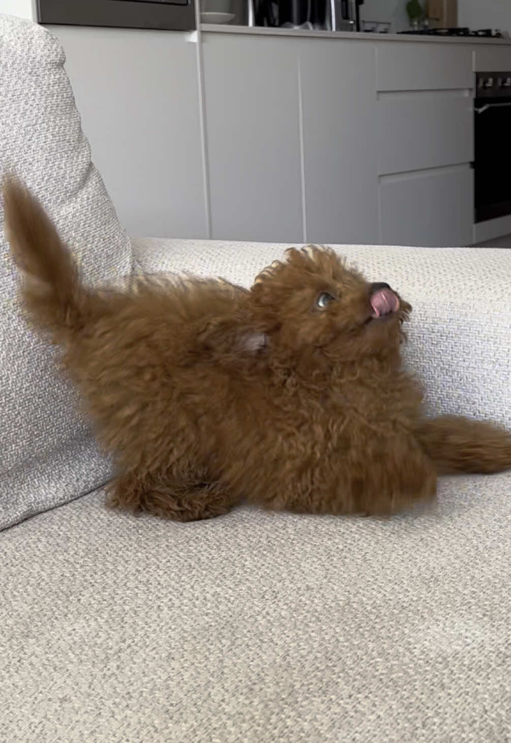 @peppermytoypoodle
