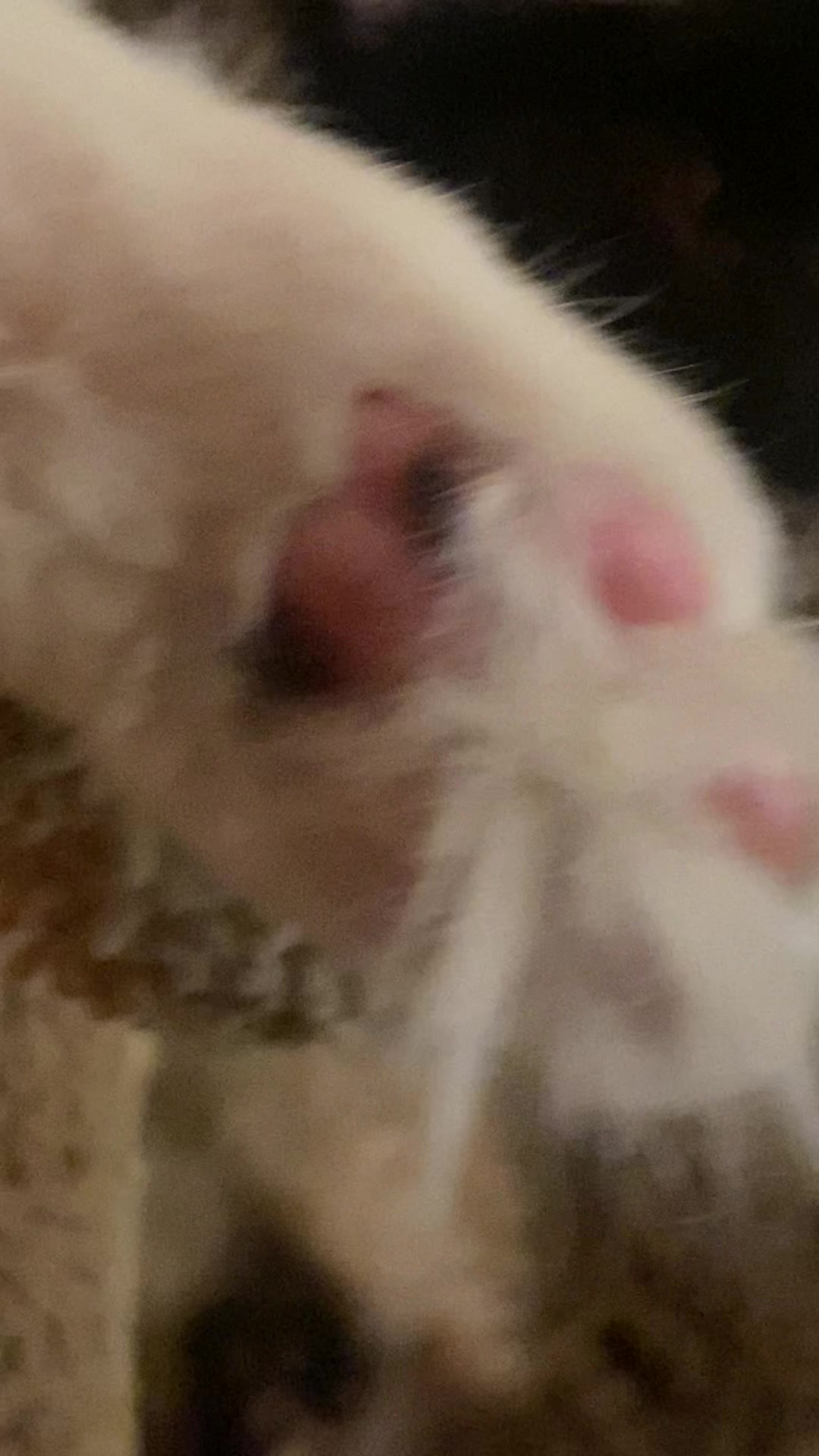@𝕌𝕞𝕓𝕣𝕖𝕝𝕝𝕒𝕊𝕡𝕖𝕔𝕥𝕖𝕣
