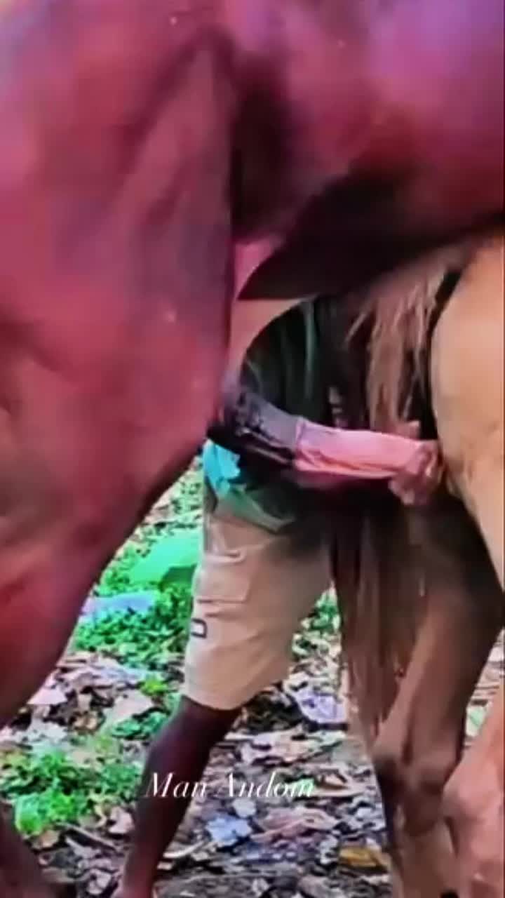 @horsebreeder