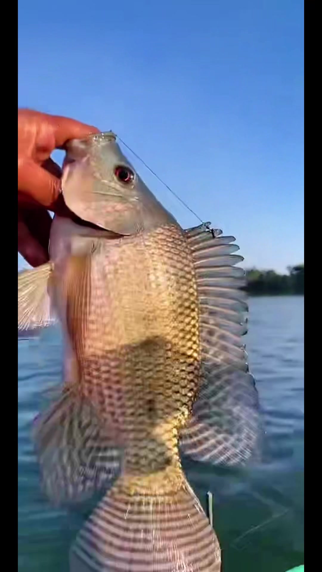 @MAFIA FISHING