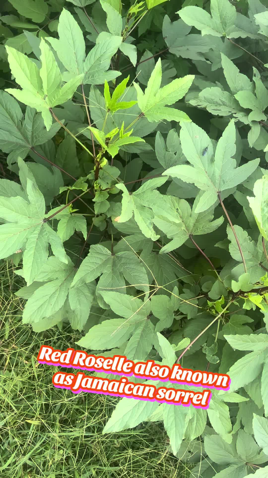 @Jdeaththepepperguy 🌶️AGX🌶️🌱