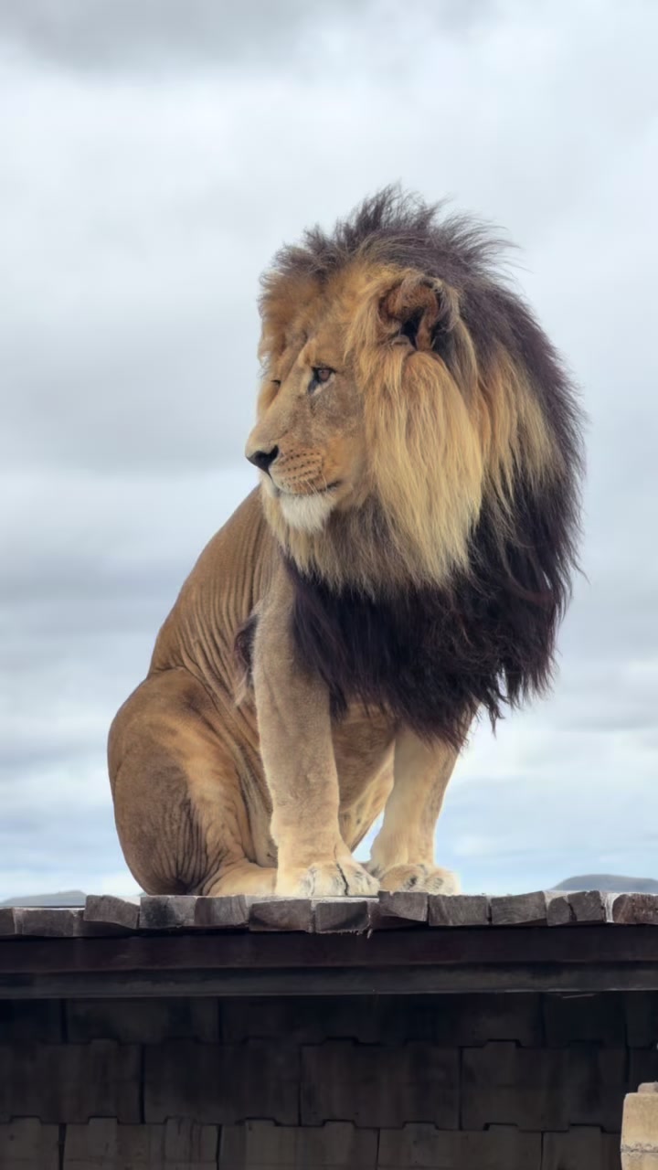 @Felidae Centre