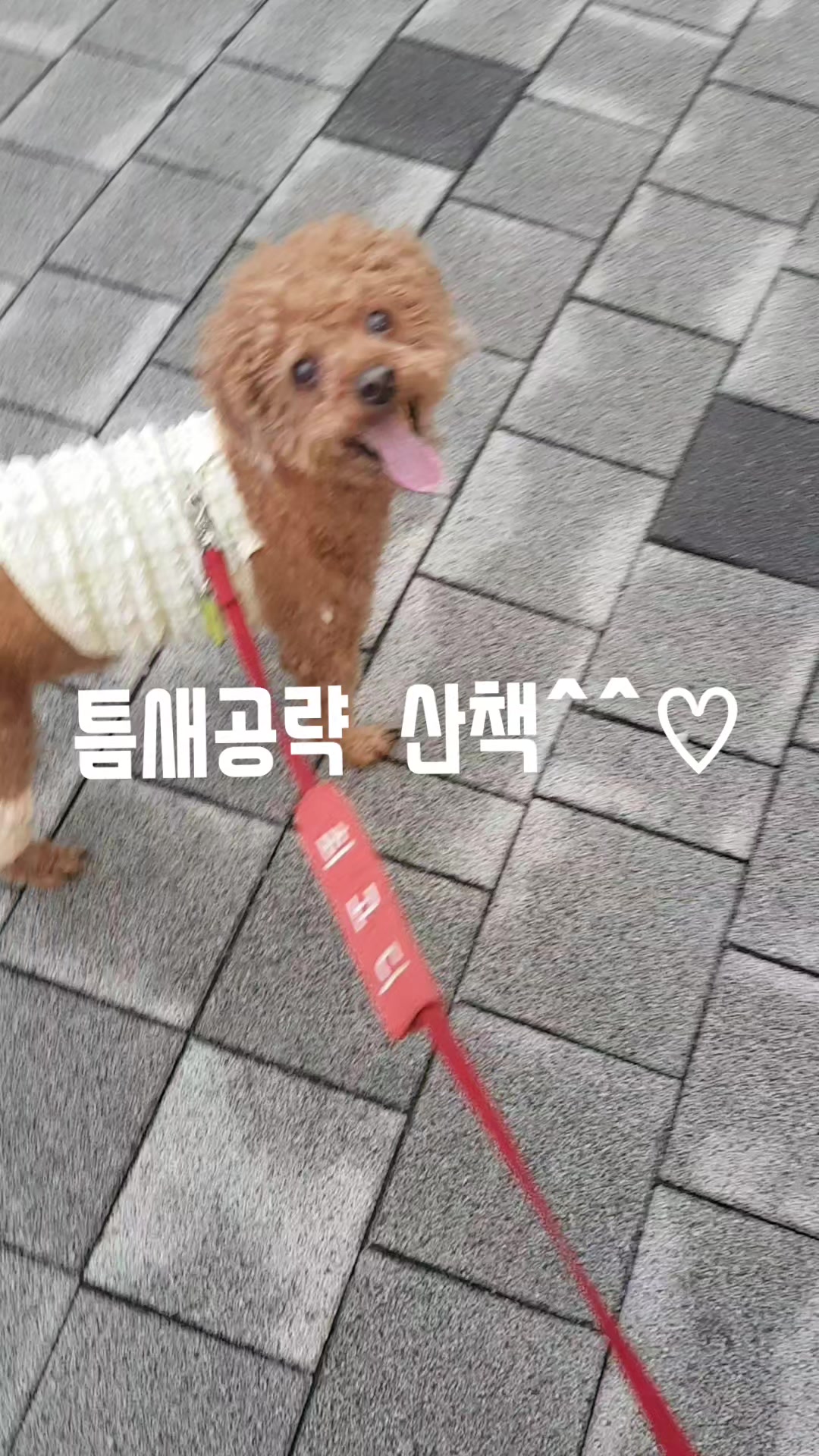 @고디 에미 요요♡