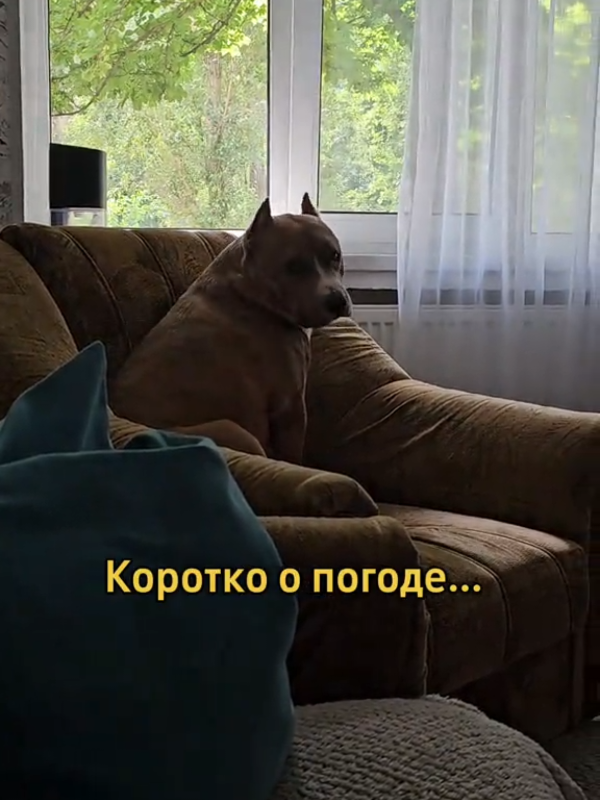 @Pitbul Fred