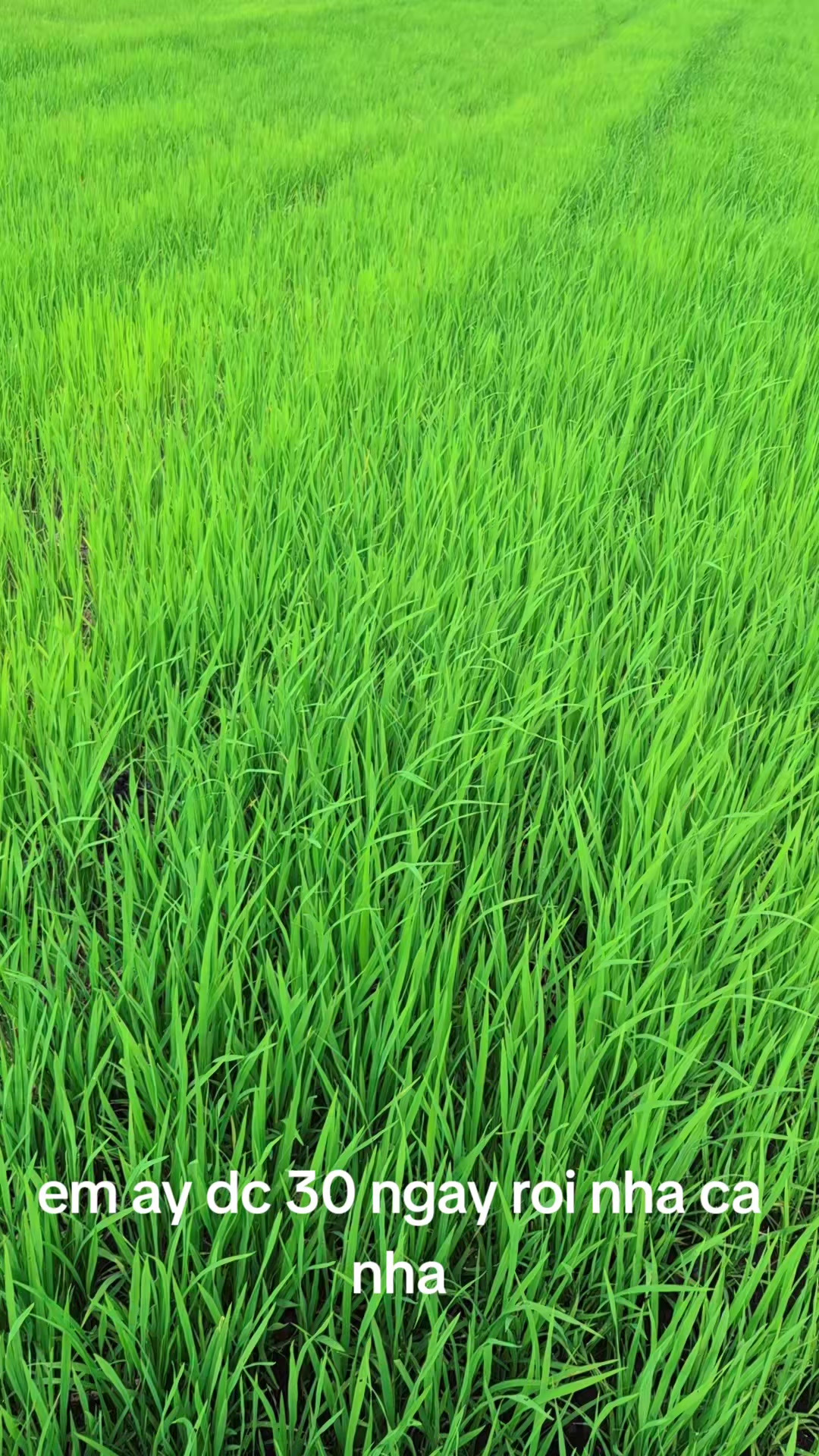 @Kim Vân🤣❤️🥰