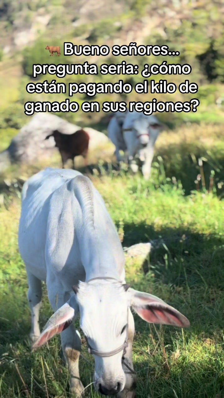 @MiGanado-Boyacá