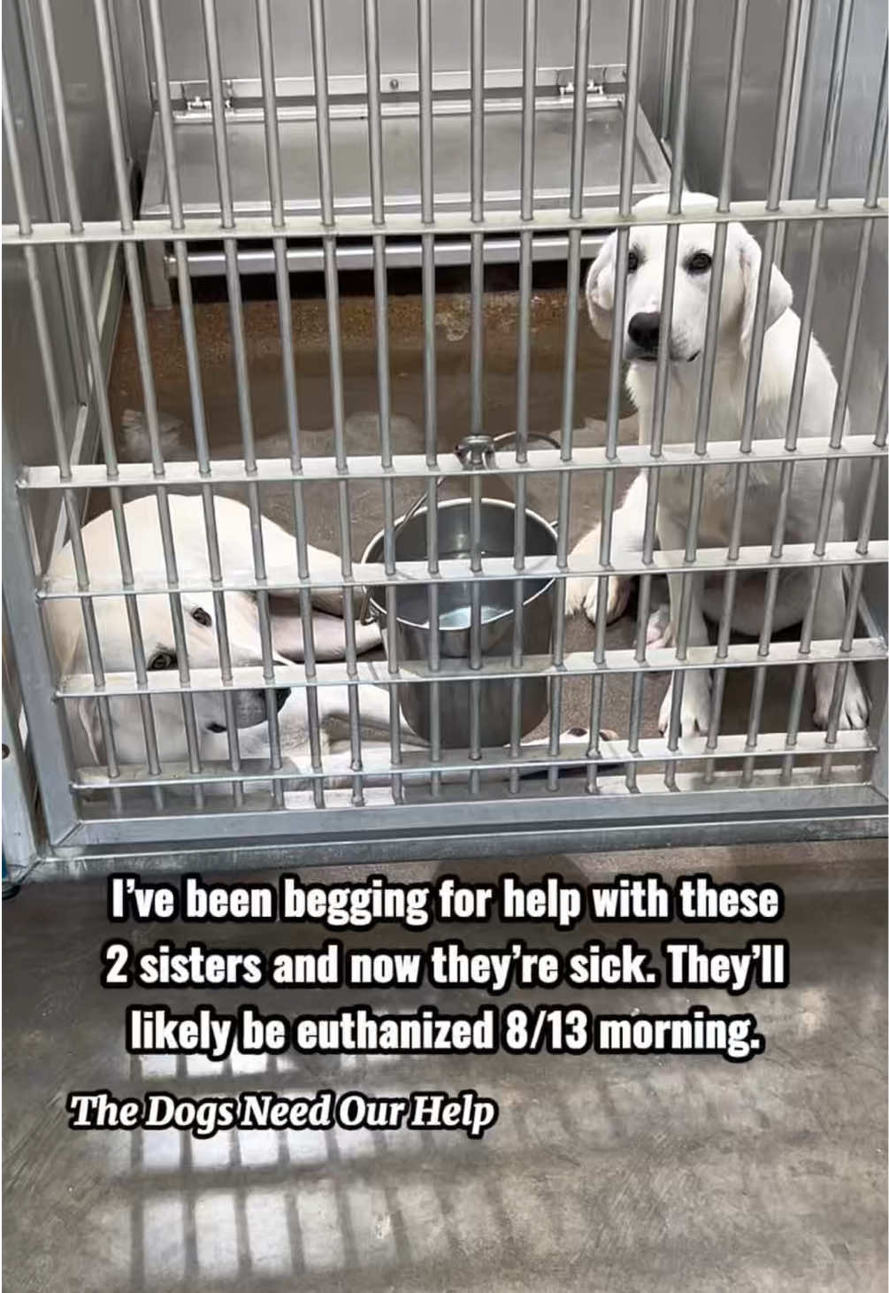 @The Dogs Need Our Help