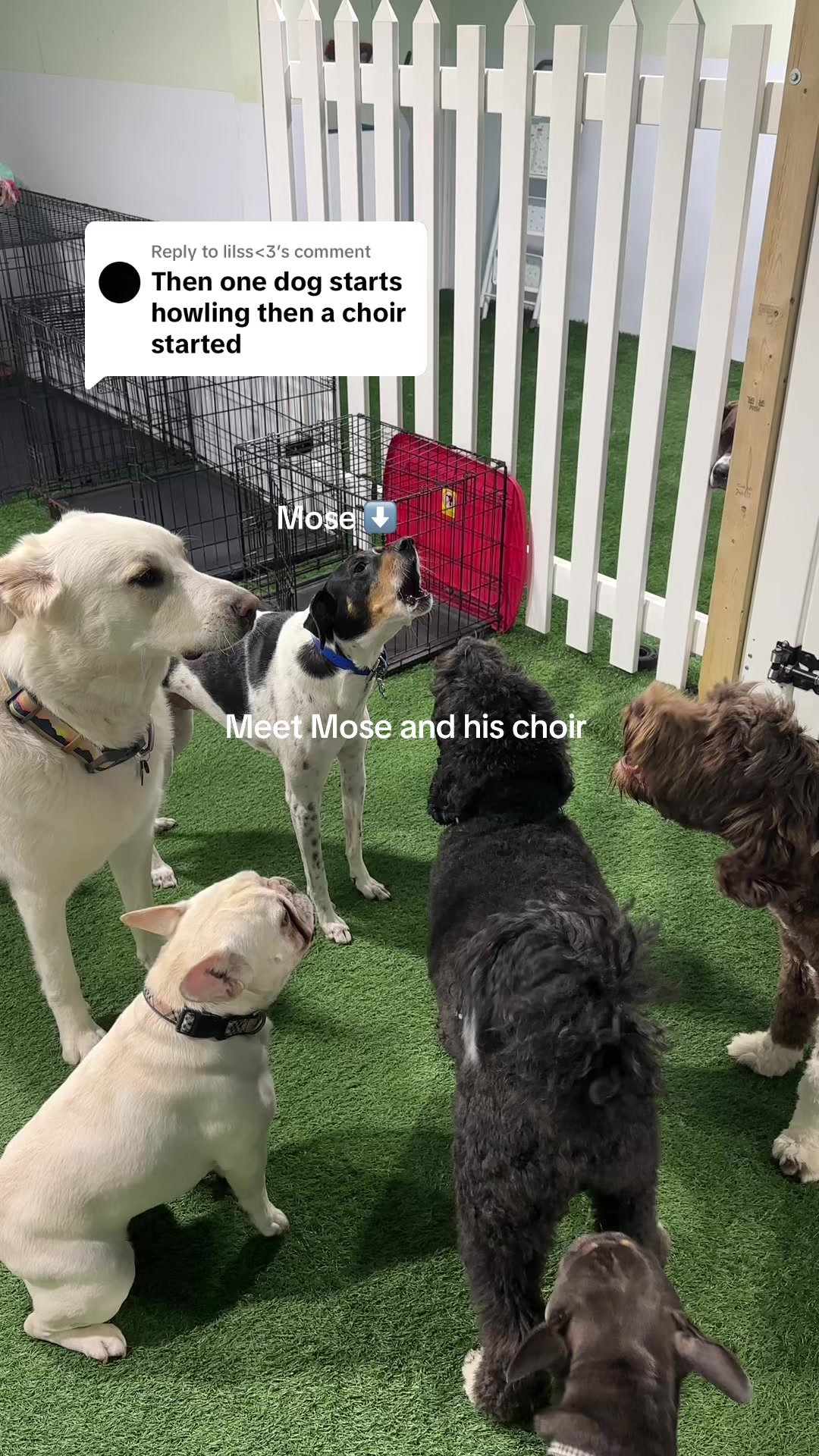 @Camp Canine Toronto