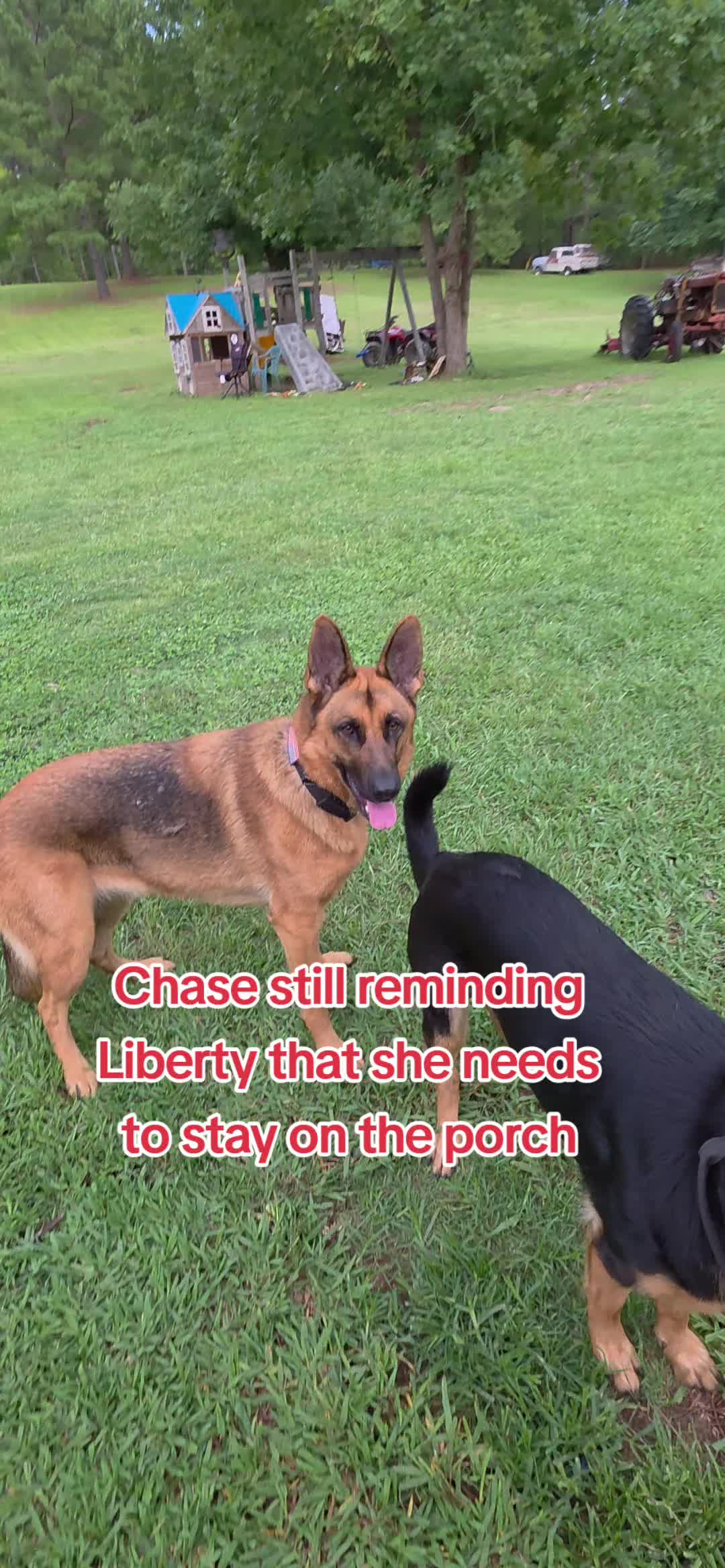 @Chase and Shelby and Liberty