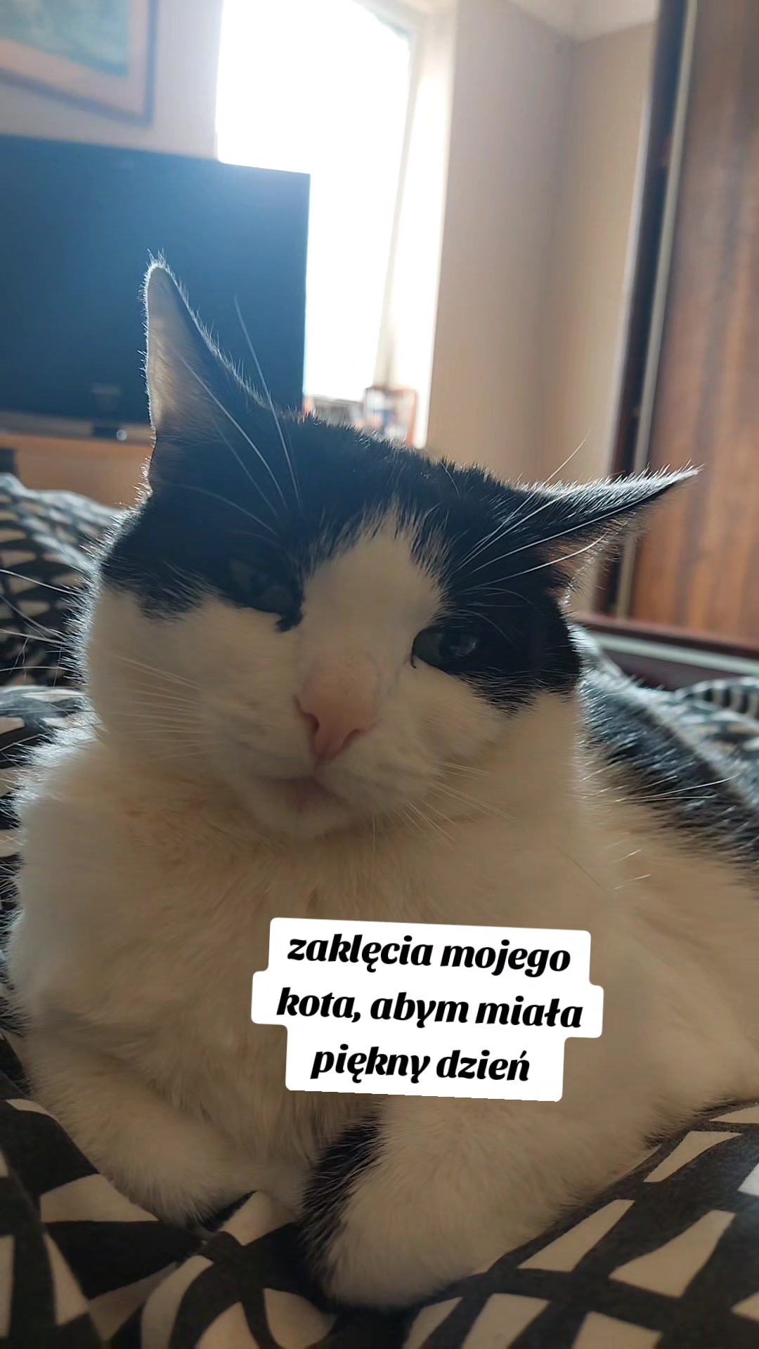 @koci świat 🐈⬛🐈⬛🐈⬛