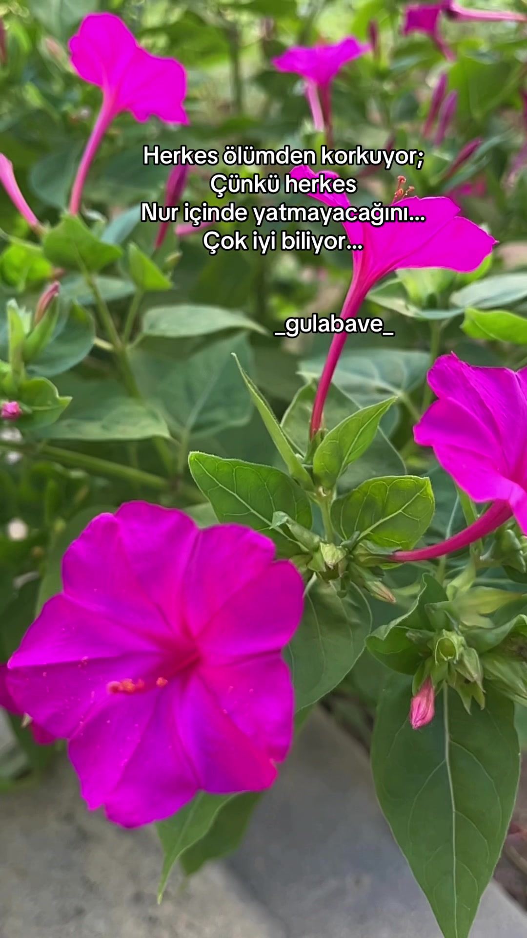 @gulabavi