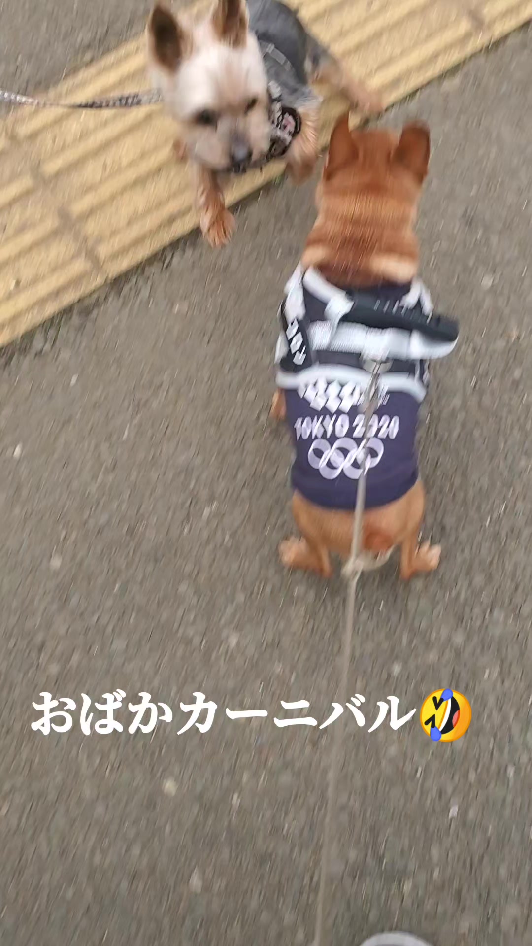 @タイガーコロンあぶちゃん