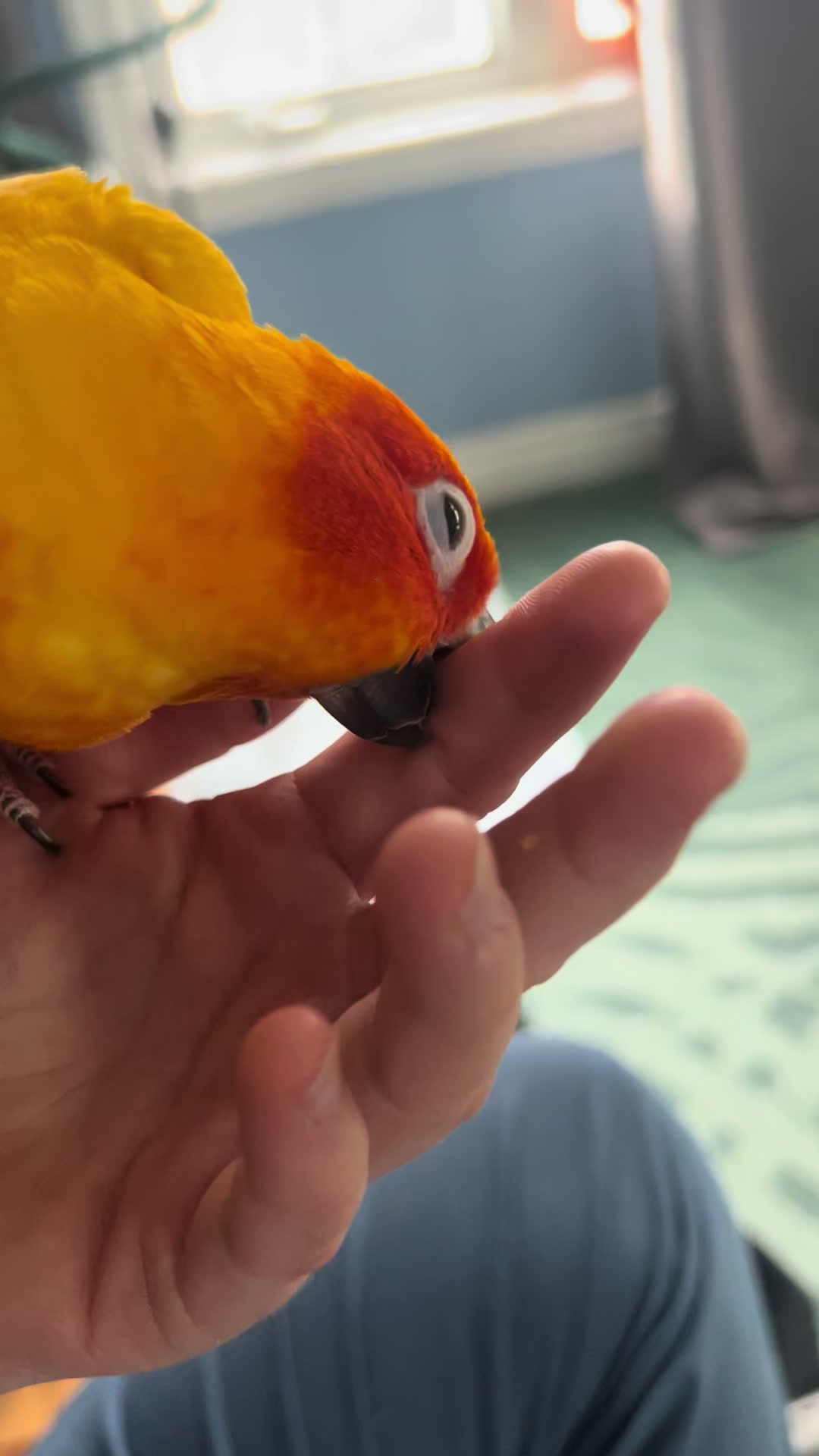 @Bird_Tails