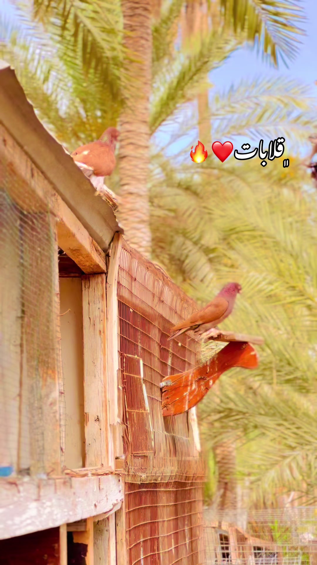 @﮼عزو،السليني🕊️🫀