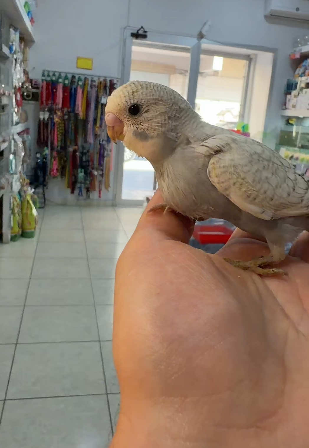 @Baby’s Bird