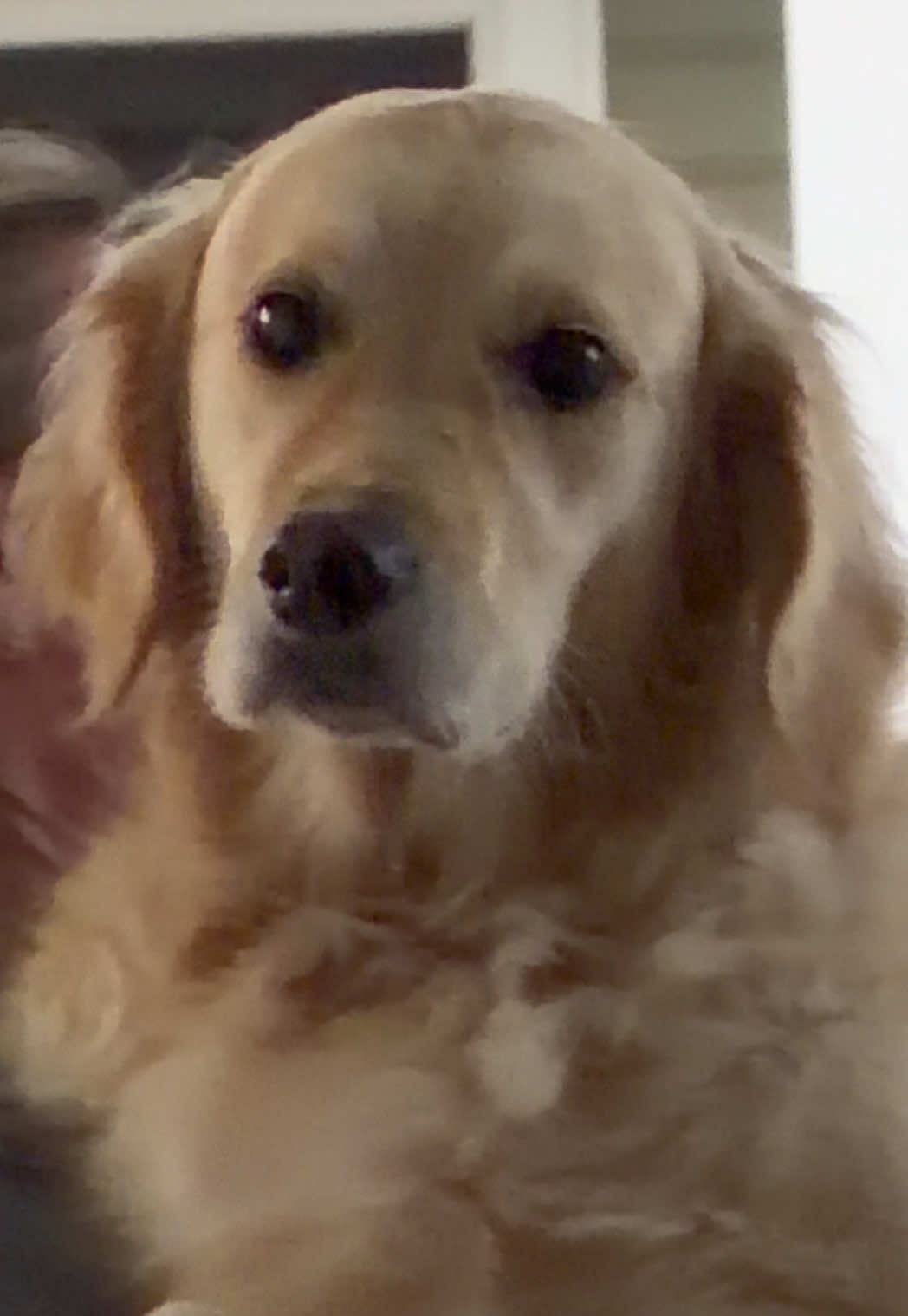 @Chloè🐾