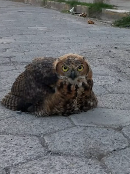 @Meganoticias Tehuac&aacute;n