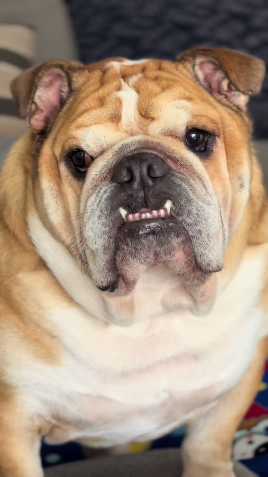@Campeón Winston