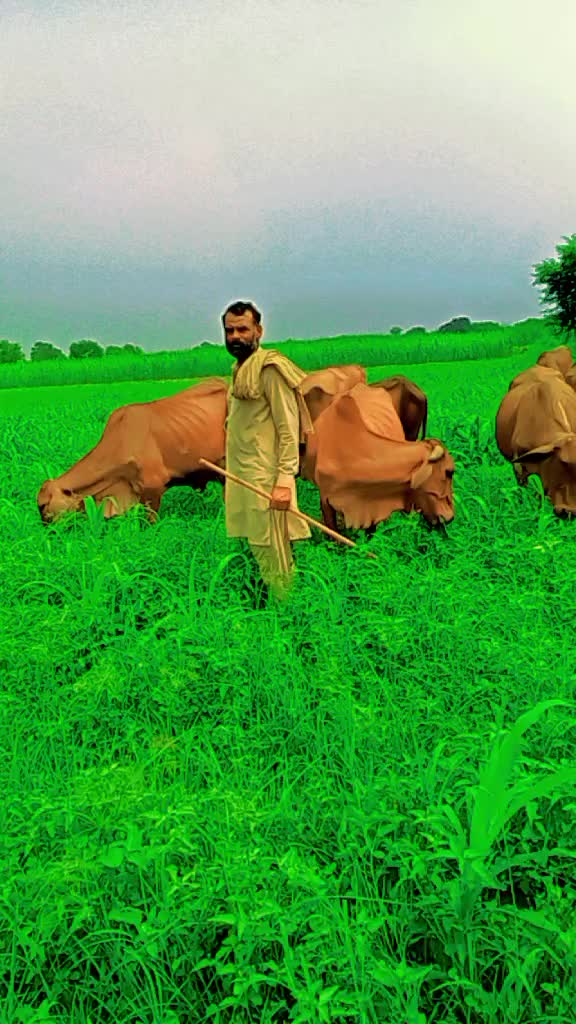 @Falak Sher Baloch