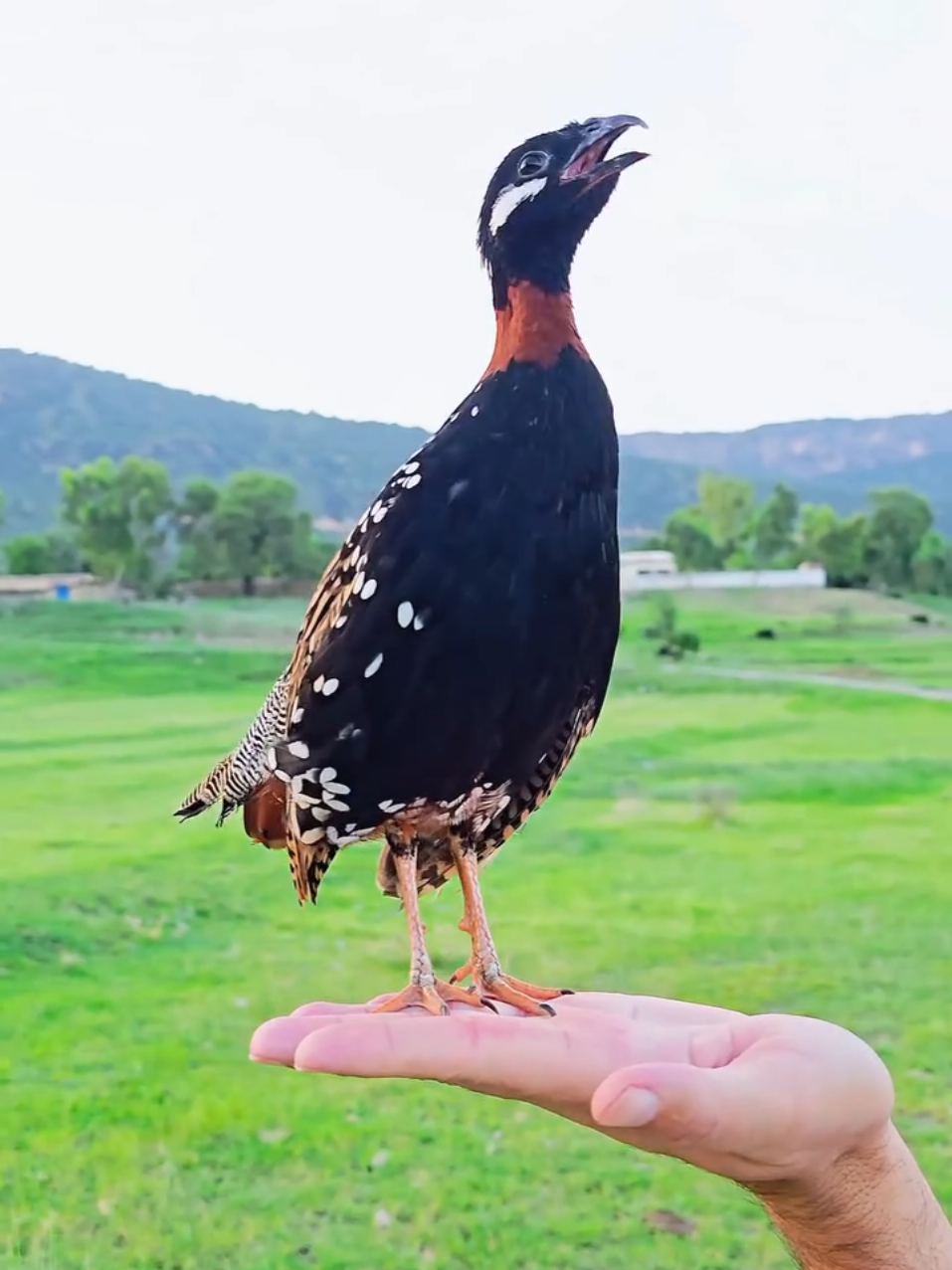 @Birds Lover