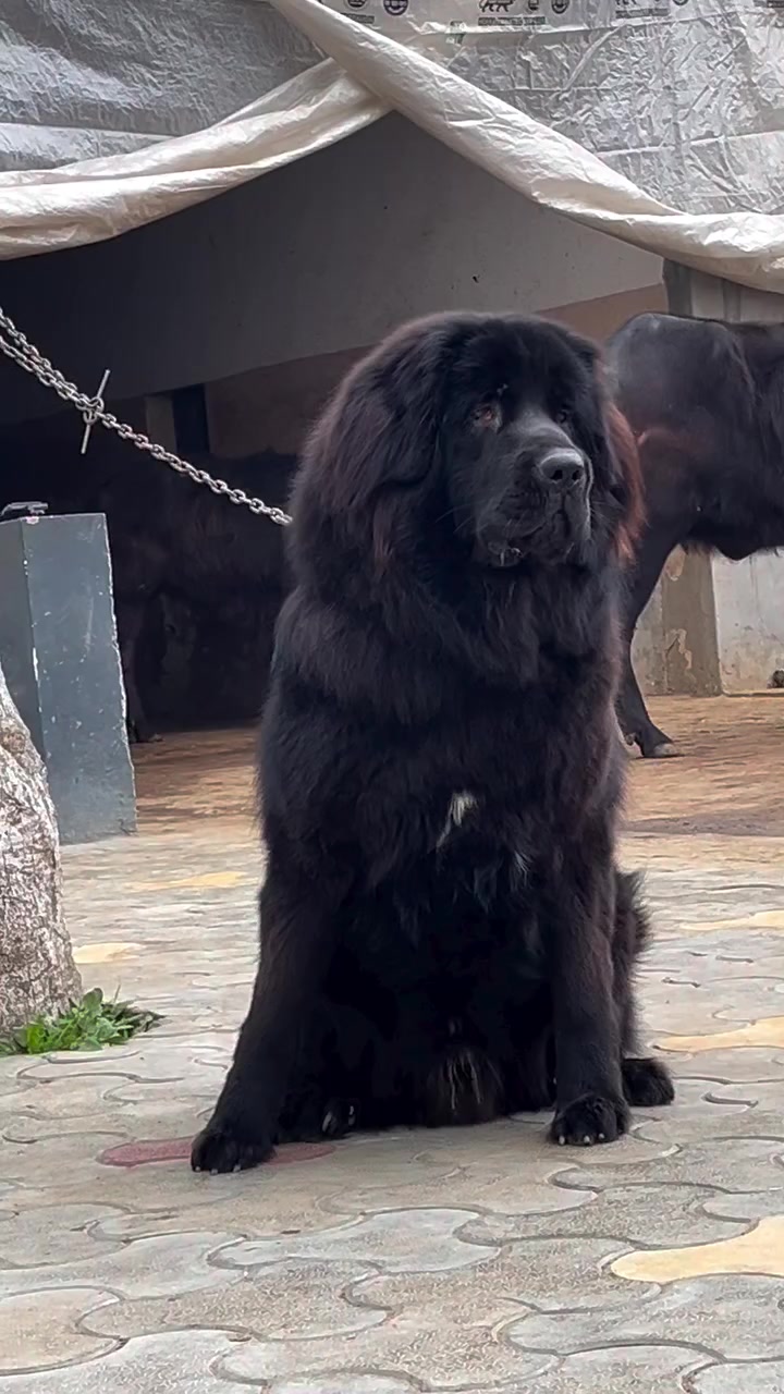 @Kashmiri_Bakrwal_Dog