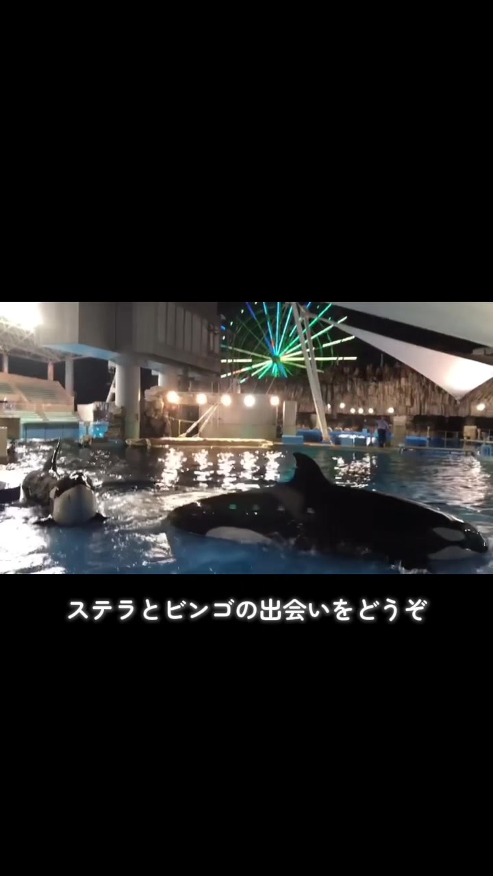 @️🫍シャチが癒し️🌈️️🫧