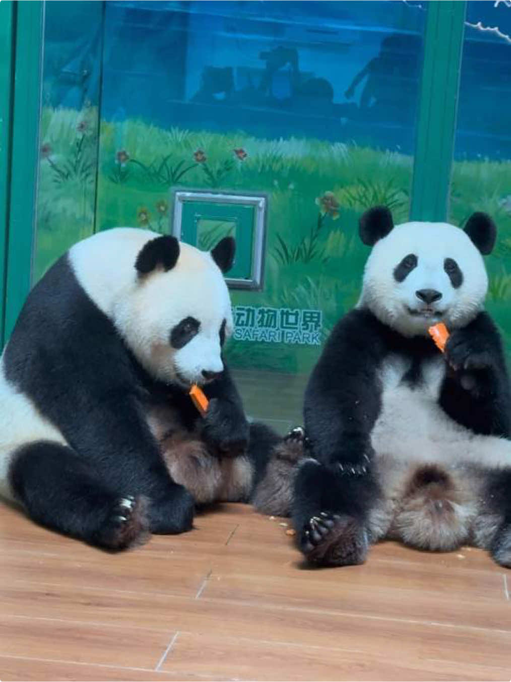 @熊猫妹珠🐼