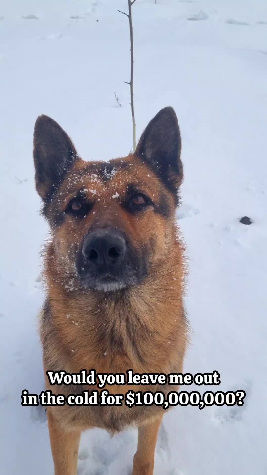 @germansheperd.Rexi