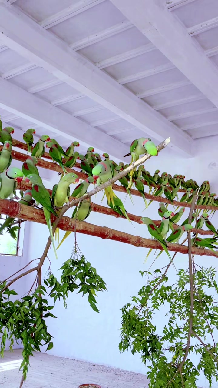 @WA Aviary