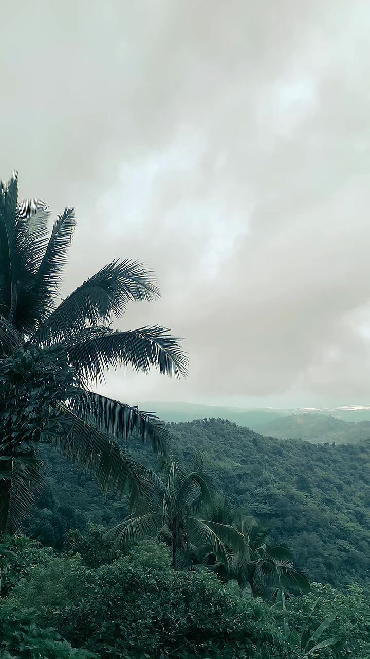 @Bulacao Vines