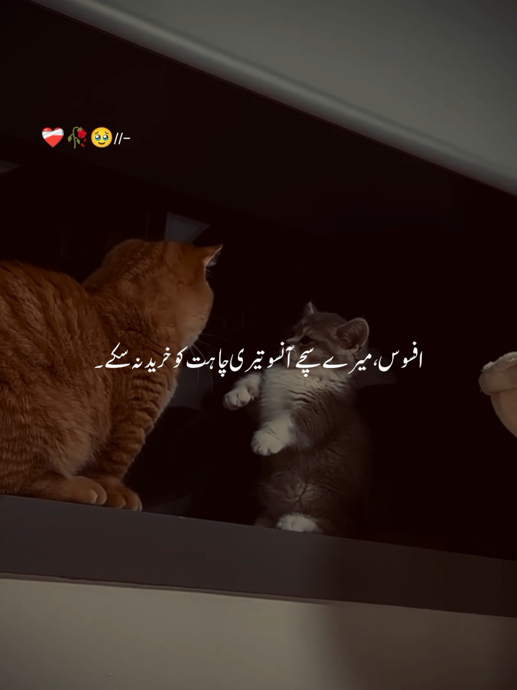 @♡︎𝗔𝗦𝗟𝗔𝗠_𝗘𝗗𝗜𝗧𝗫 ⋆⟡♡