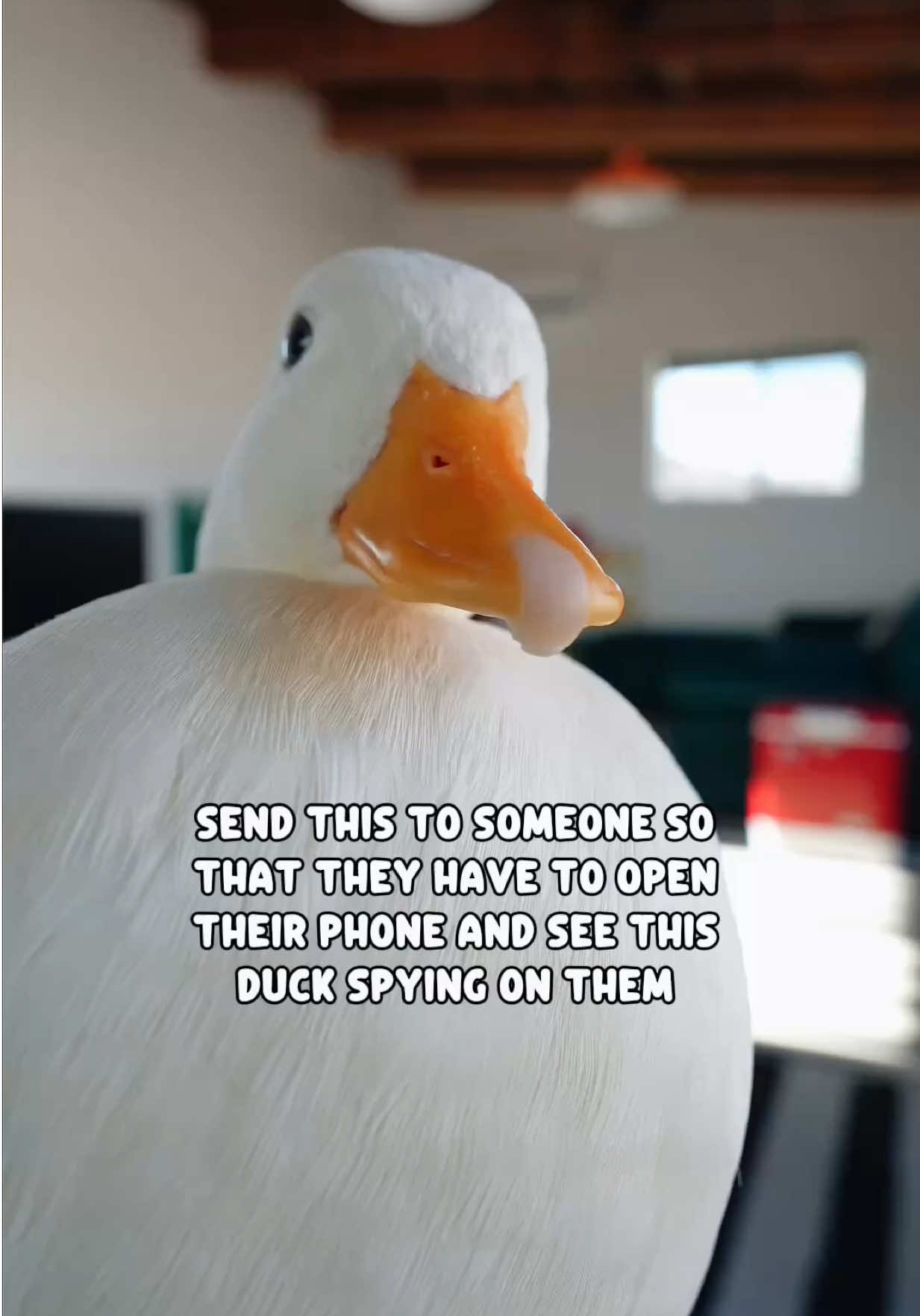 @ducks_in_space🪿🪿💦