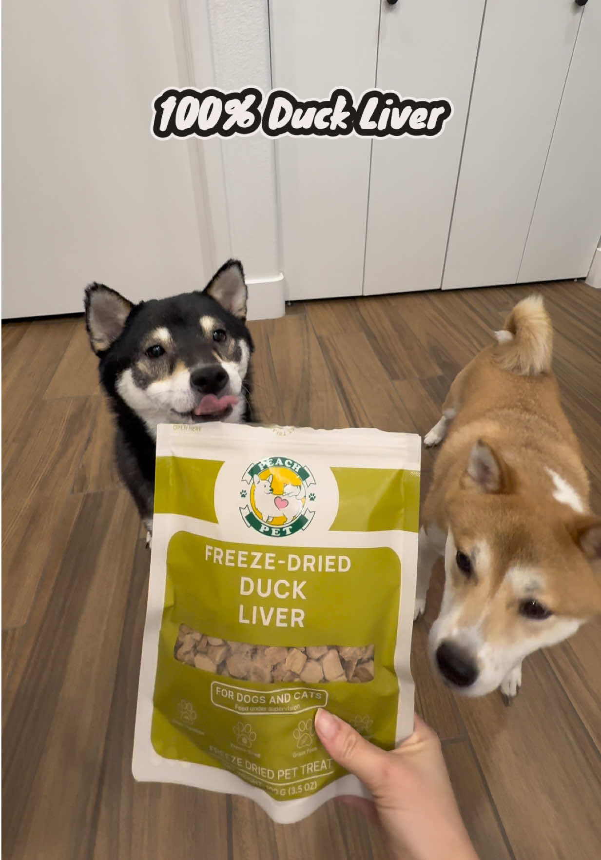 @Flock of Shibas 🐕🐕🐕