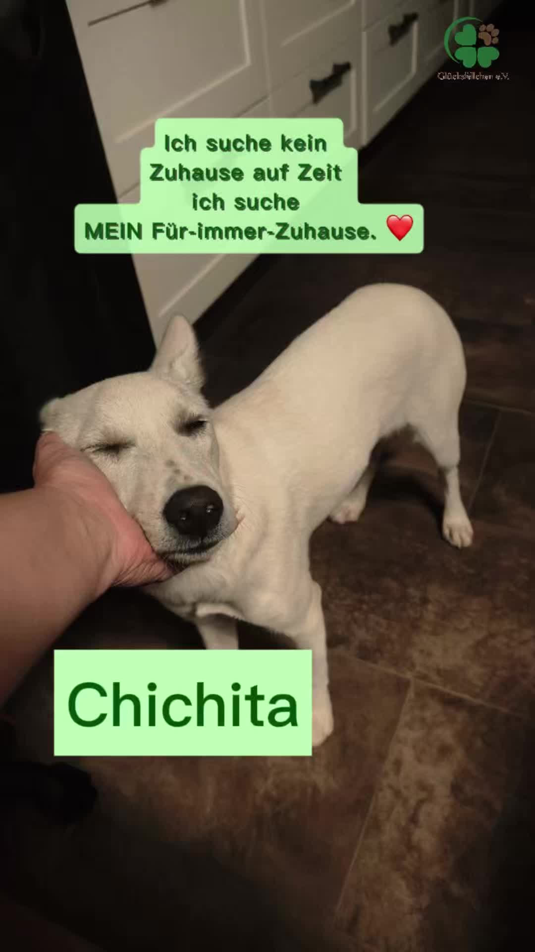 @Glücksfellchen Tierhilfe e.V.