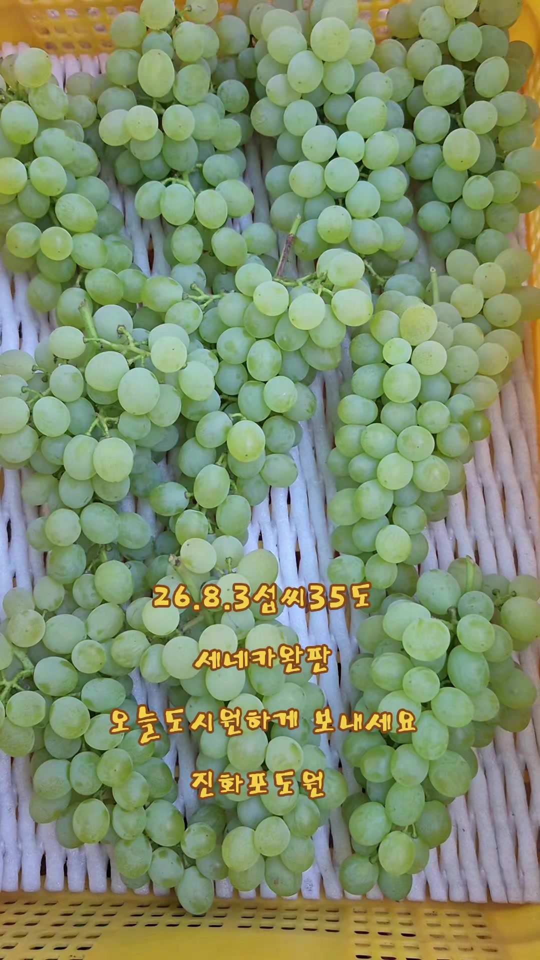@진화포도원