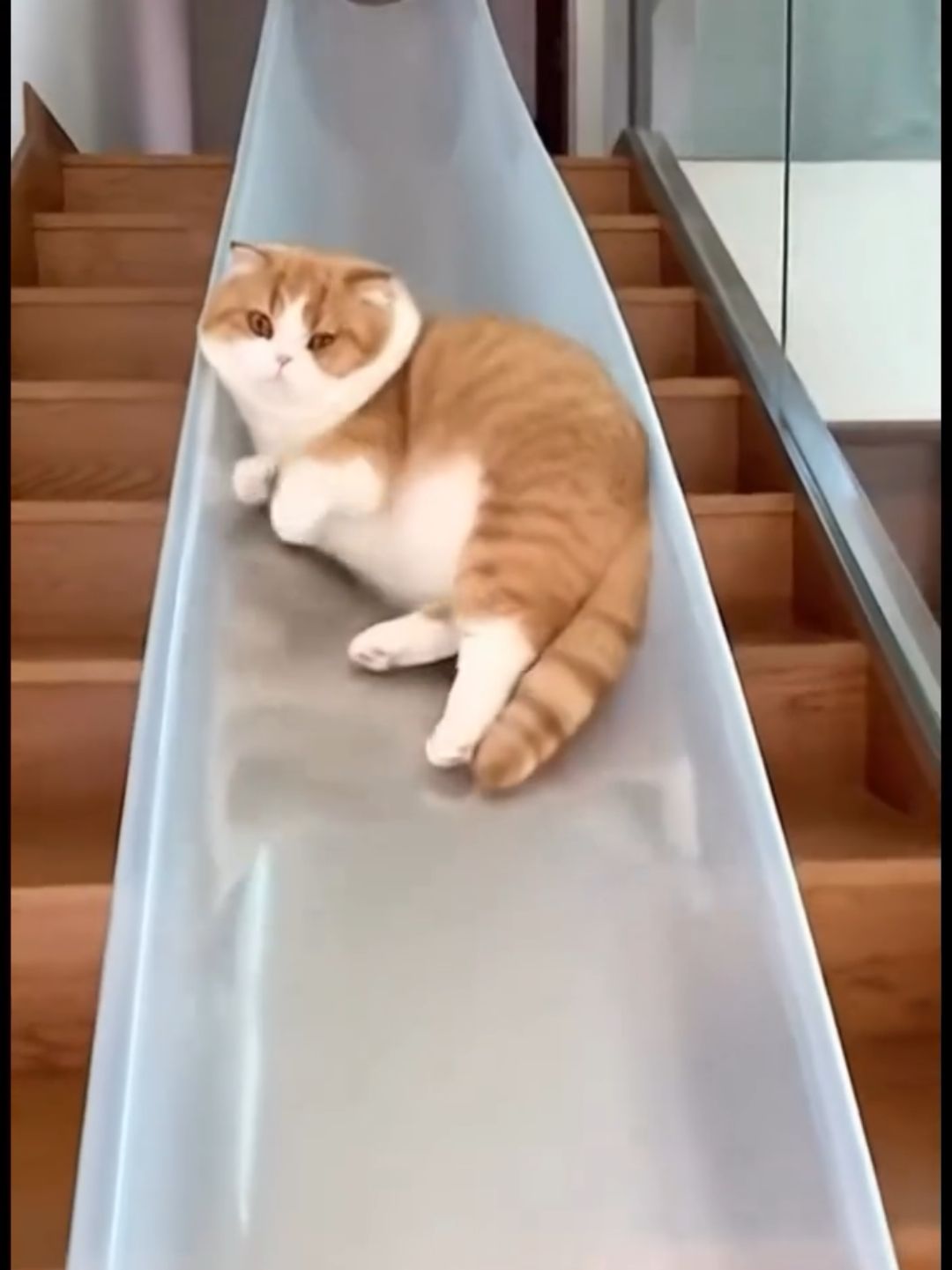 @Chonky World Of Cats