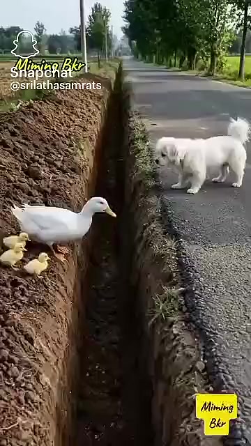 @ያልተቃኝ ቅኔ