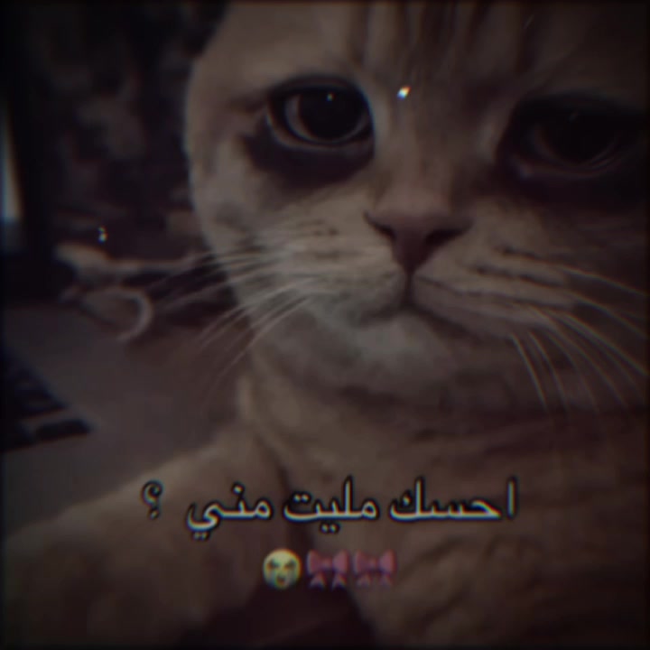 @الہَِ حمووشة|🖤؟.