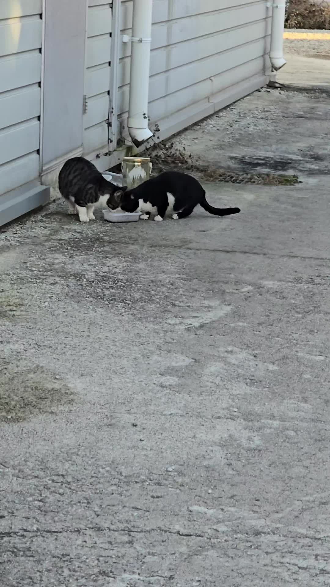 @고양이 형아
