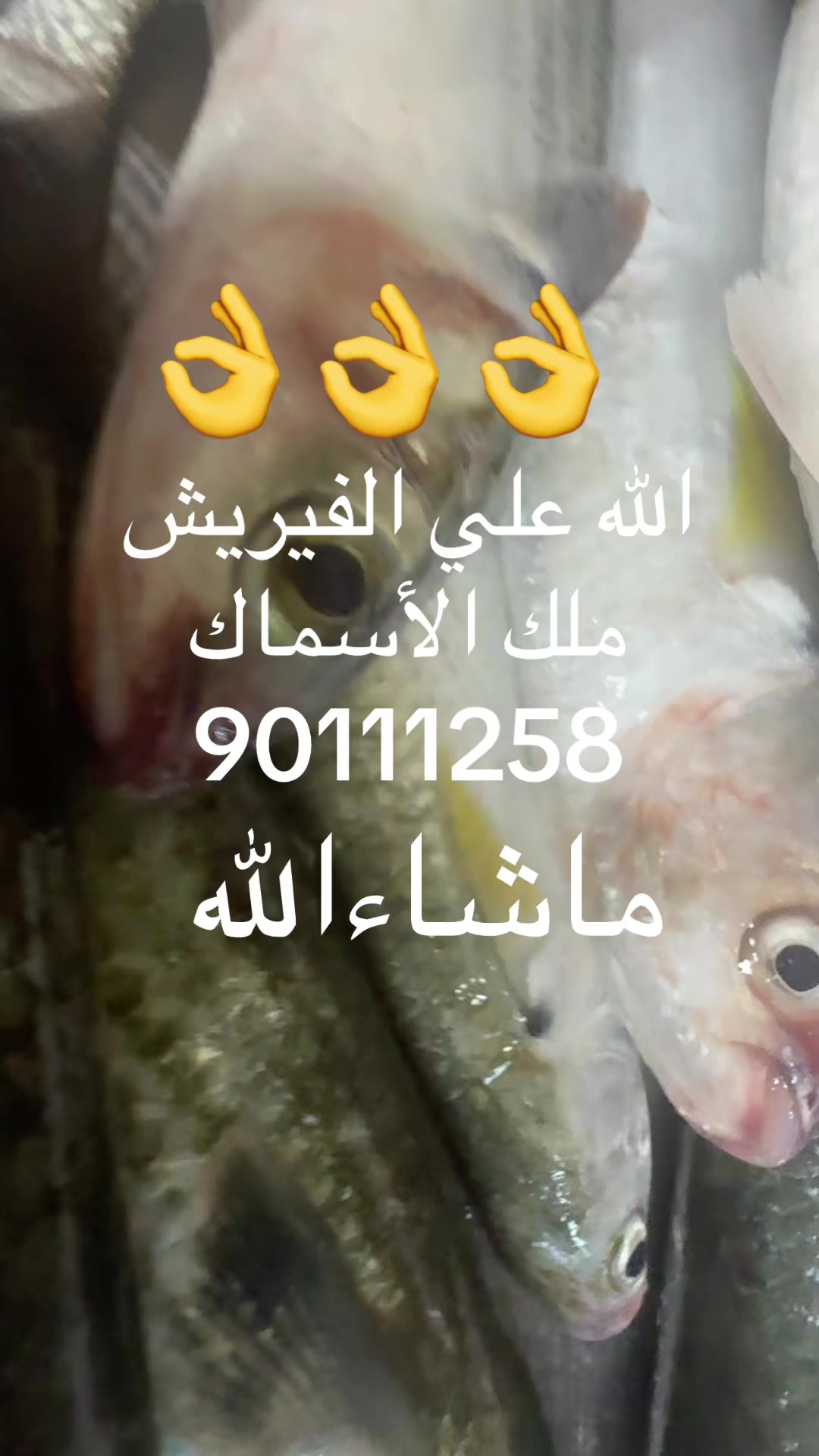 @KING FISH 🇴🇲 مـلـك الأســماك